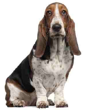 A blck brown and white Basset Hound sitting down, looking at the camera