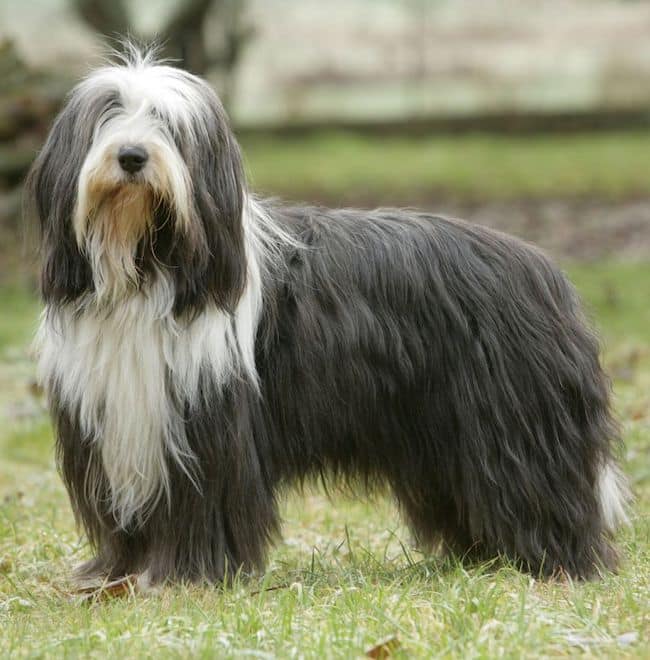 A Bearded Collie sitting down on grass with a rope toy in the foreground