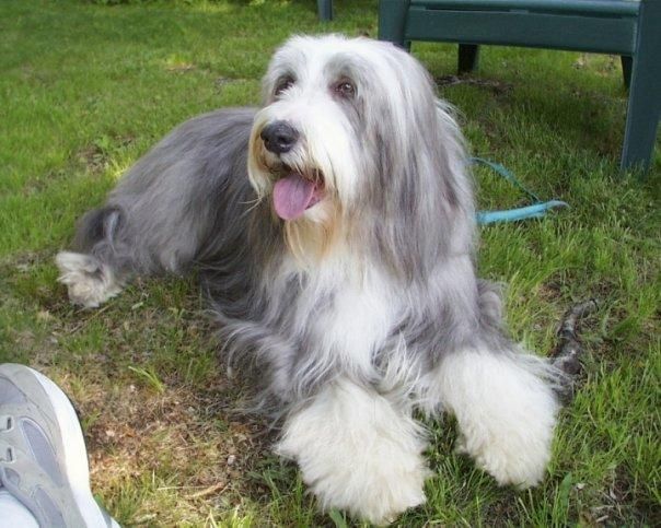 A Bearded Collie lying down in the garden