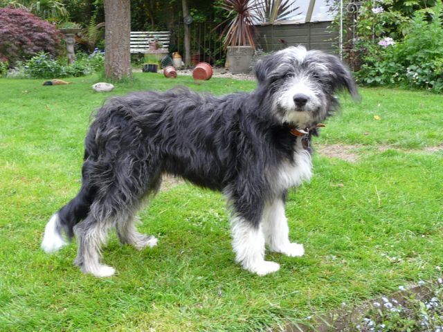 A Bearded Collie with a short trimmed coat, standing in a grassy garden