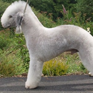 A white Bedlington Terrier seen from the side, standing up