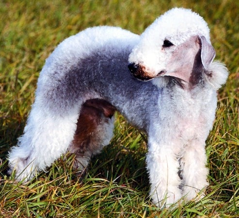 A Bedlington Terrier standing outdoors on grass