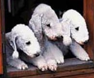 Three Bedlington Terriers looking over a gate