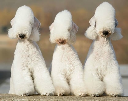 Three bedlington terriers sitting on a wooden bench