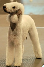 A bedlington terrier standing on a stone floor, looking up