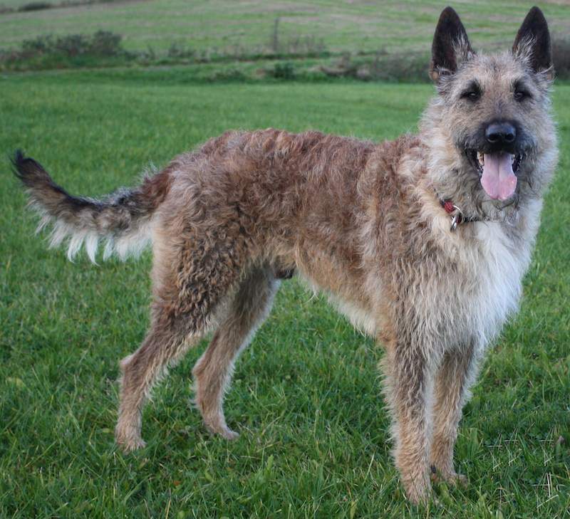 A Belgian Laekenois dog standing in a grassy field, looking at the camera.