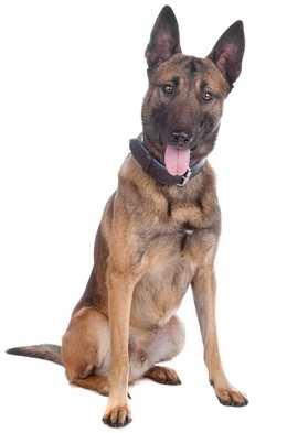 Belgian Malinois dog sitting down looking at the camera, against a white background.