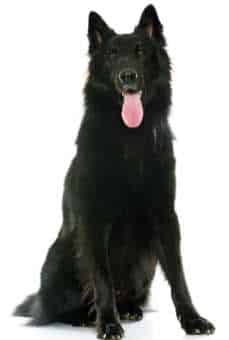 A Belgian Groenendael dog sitting down, looking at the camera, against a white background.