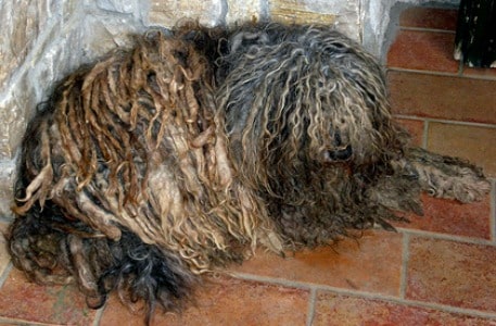 A Bergamasco Sheepdog lying down on red tiles