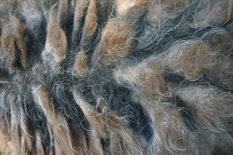 Bergamasco Sheepdog fur in close-up, looking like a woven rug