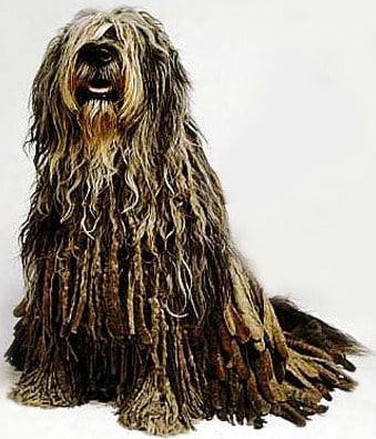 A Bergamasco Shepherd sitting down, against a white background