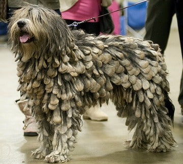 A Bergamasco Shepherd sitting down, against a white background