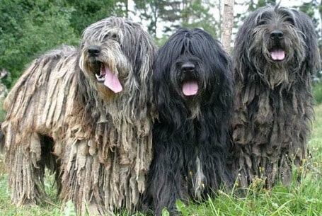 Three bergamasco shepherd dogs standing in a woodland