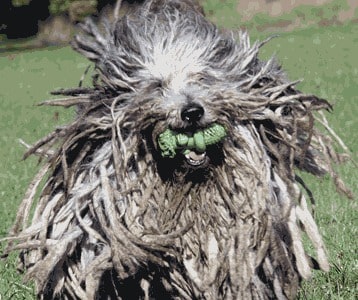 Bergamasco Sheepdog running towards the camera, with a green toy in its mouth