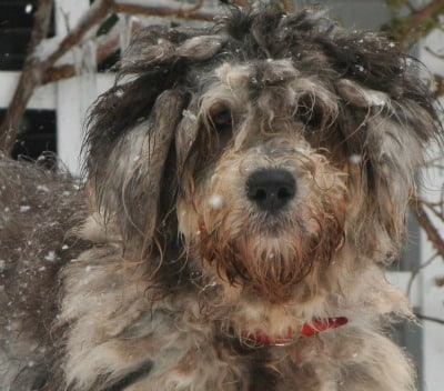 Bergamasco Shepherd Dog Breed puppy