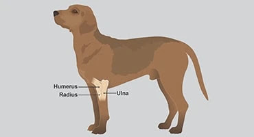 elbow-dysplasia