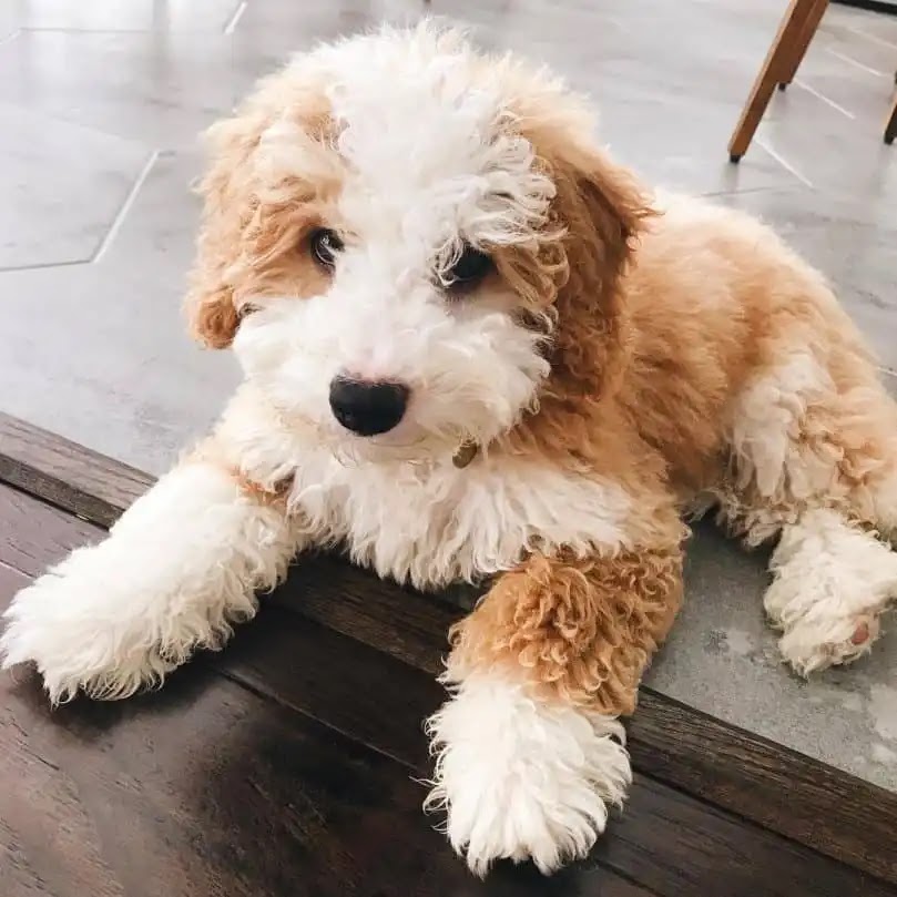 Bernedoodle