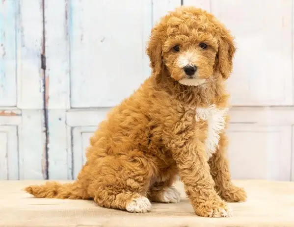 Goldendoodle