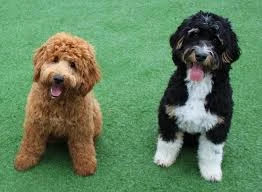 Bernedoodle-and-Goldendoodle-origin