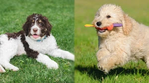 Bernedoodle-and-Goldendoodle-Temperament