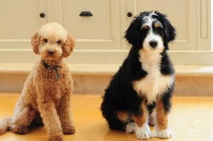 Bernedoodle-vs-Goldendoodle-Size