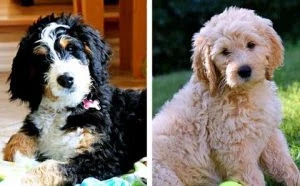 Bernedoodle-vs-Goldendoodle-apperance