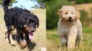 Bernedoodle-vs-Goldendoodle-Life-Span