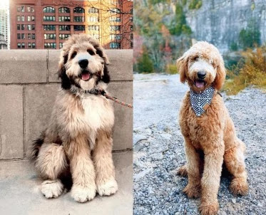 Bernedoodle-vs-Goldendoodle-Health