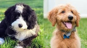 Bernedoodle-vs-Goldendoodle-Training