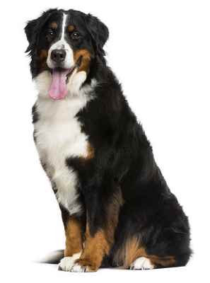 A Bernese Mountain Dog sitting down facing the camera, against a white background.