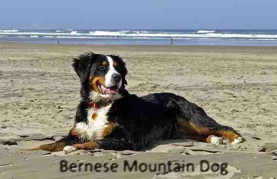 A Bernese Mountain Dog lying down on sand by the sea, with the ocean in the background.