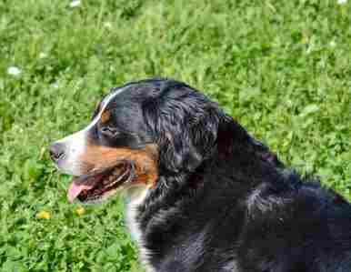 Head and shoulders of a Bernese Mountain Dog, with green grass in the background.