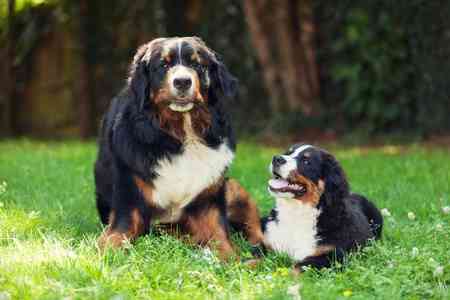 A Bernese Mountain Dog lying down on green grass, with a puppy