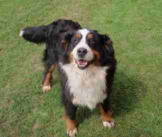 A Bernese Mountain Dog standing on grass, looking up at the camera.