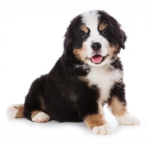 Bernedoodle-breeders