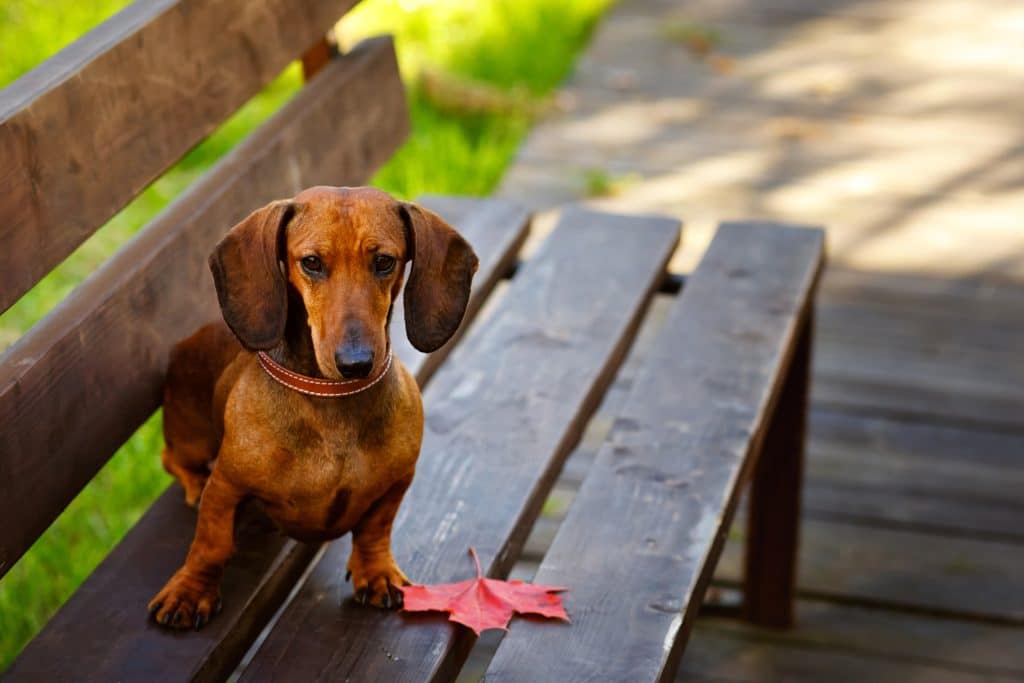 Portrait of a red-haired purebred Dachshund sitting and posing on a Park bench with an autumn red maple leaf.