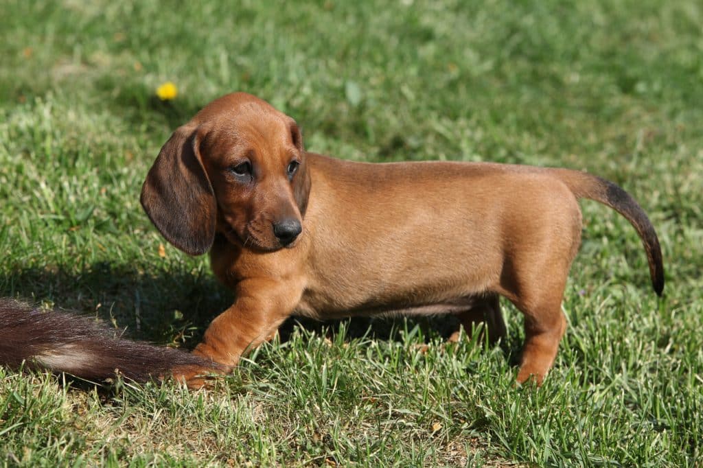 Dachshund puppy standing alone in the garden