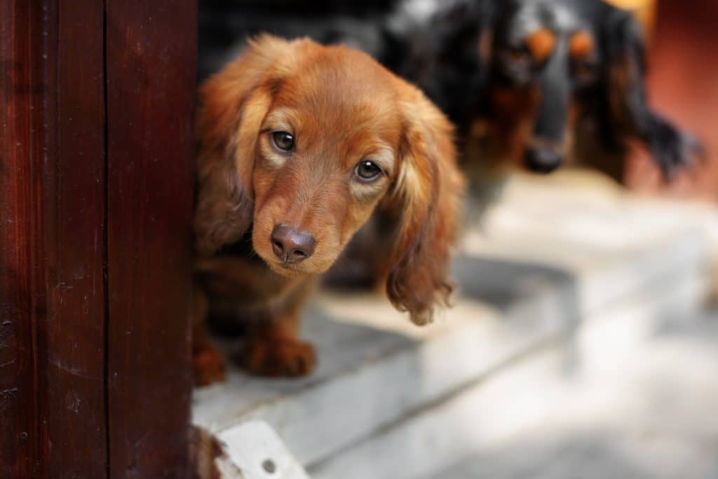 Portrait of red Dachshund puppy by door