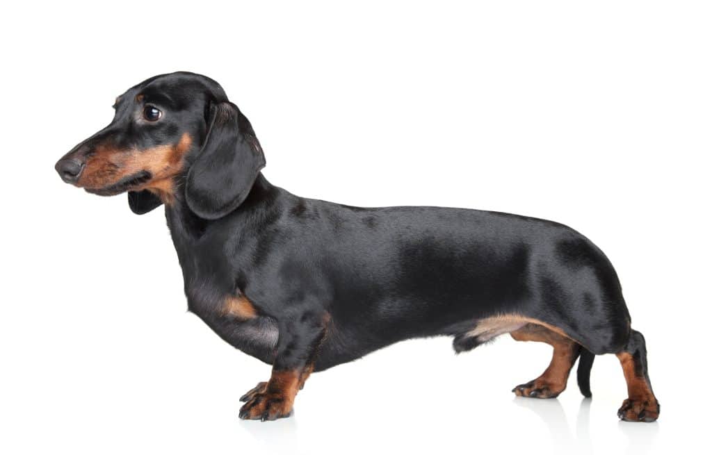 Black-brown Dachshund on white background