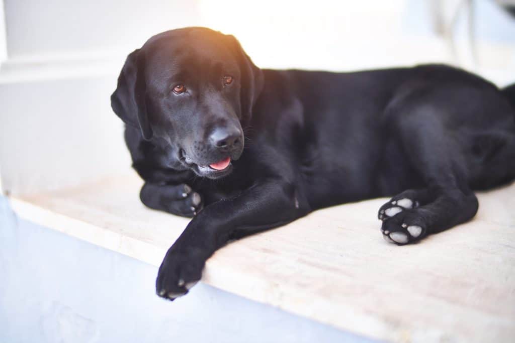 Beautiful black labrador dog lying down at terrace