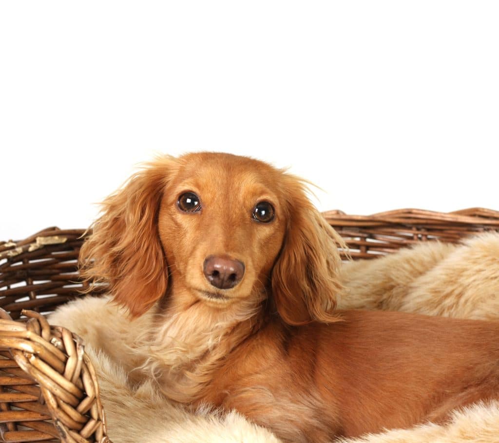 Dachshund in her basket