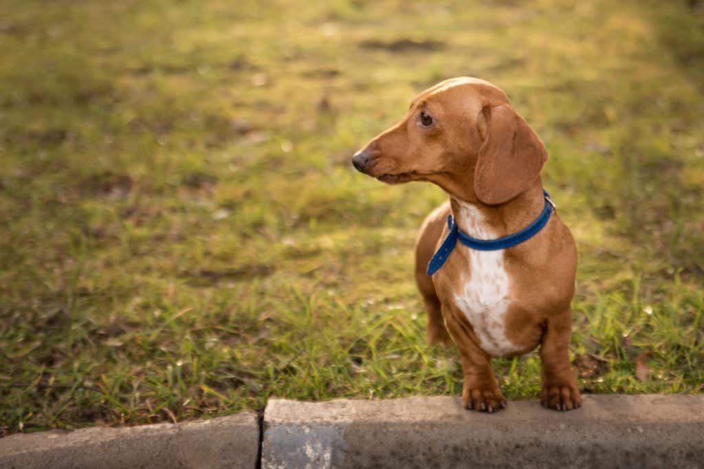 dachshund short-haired on a walk in the park in autumn