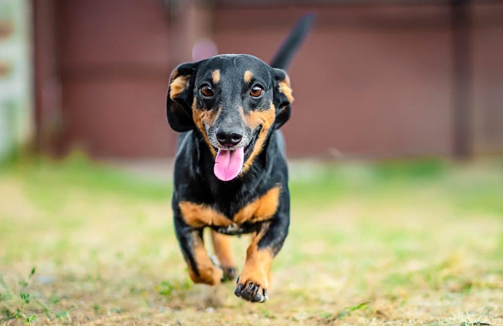 Happy black and brown dachshund running