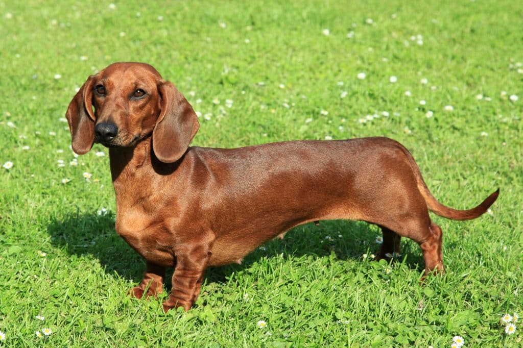 Standard smooth-haired dachshund in the garden