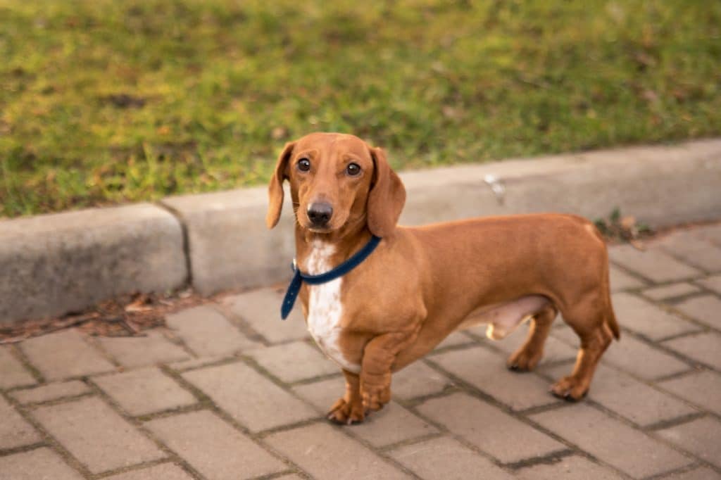 dachshund short-haired on a walk in the park in autumn