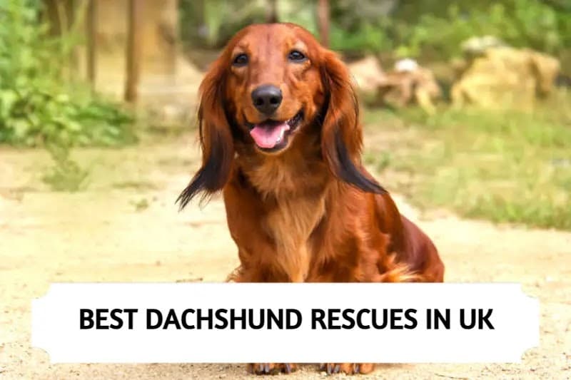 Best Dachshund Rescues in UK (2023)