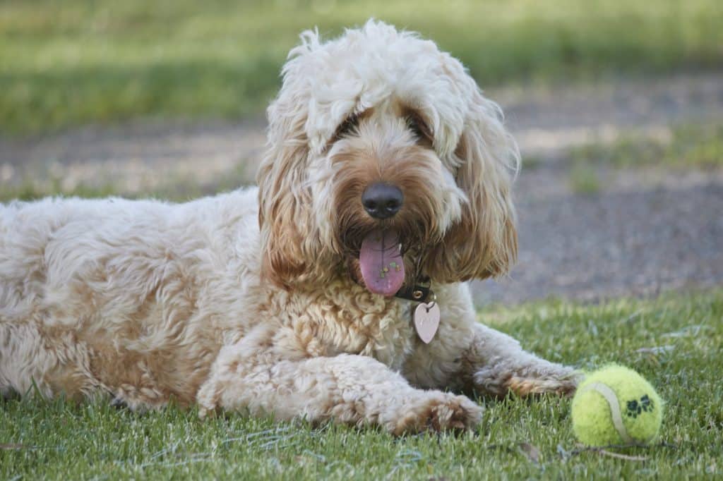 A studio photo of a spoodle