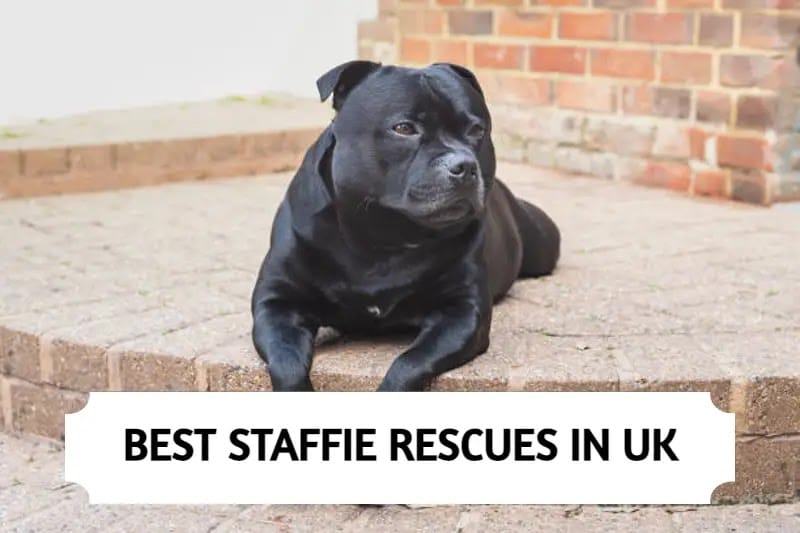 Best Staffie Rescues in UK (2023)