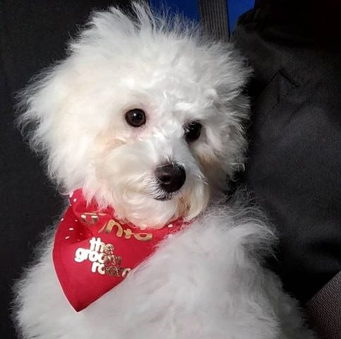 A white Bichon Frise dog with a red scarf around its neck, against a black background