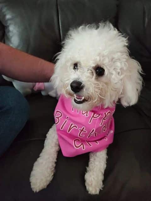 A white Bichon Frise dog with a pink scarf around its neck, with Happy Birthday written on it